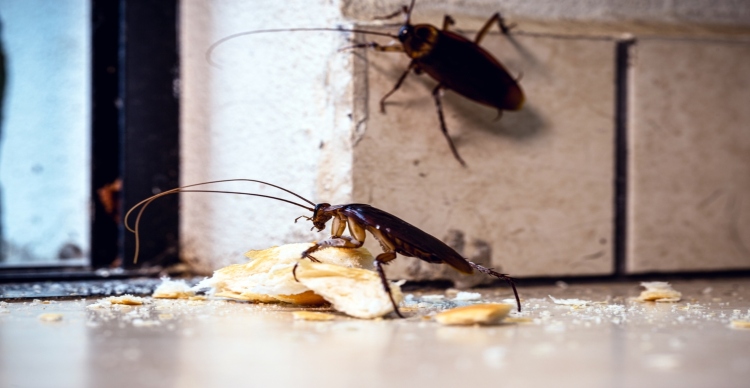 Implications of Cockroach Feeding Habits for Homeowners