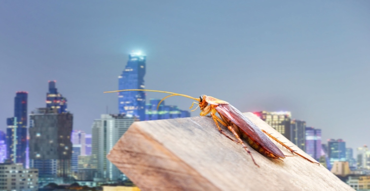 Why Cockroaches Like Cities