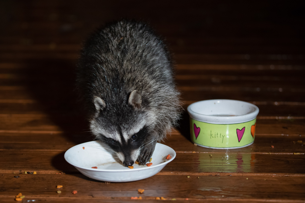 Home Remedies to Deter Raccoons