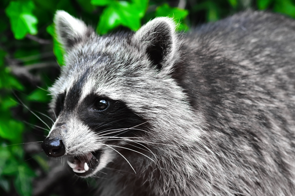 Signs of a Raccoon Intrusion