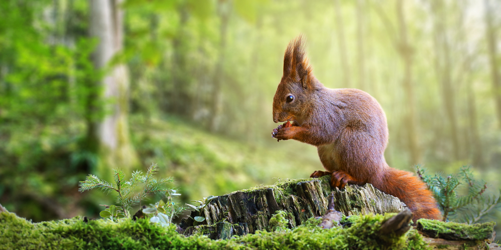 What Squirrels Love to Eat and Where They Live