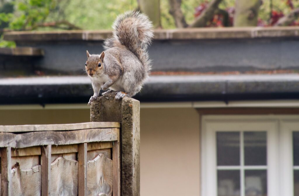 The Negative Impacts of Squirrels on Your Garden