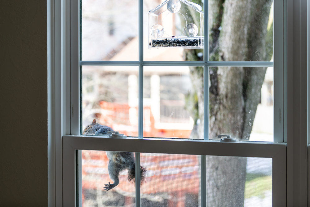 Understanding Squirrel Behavior and Risks