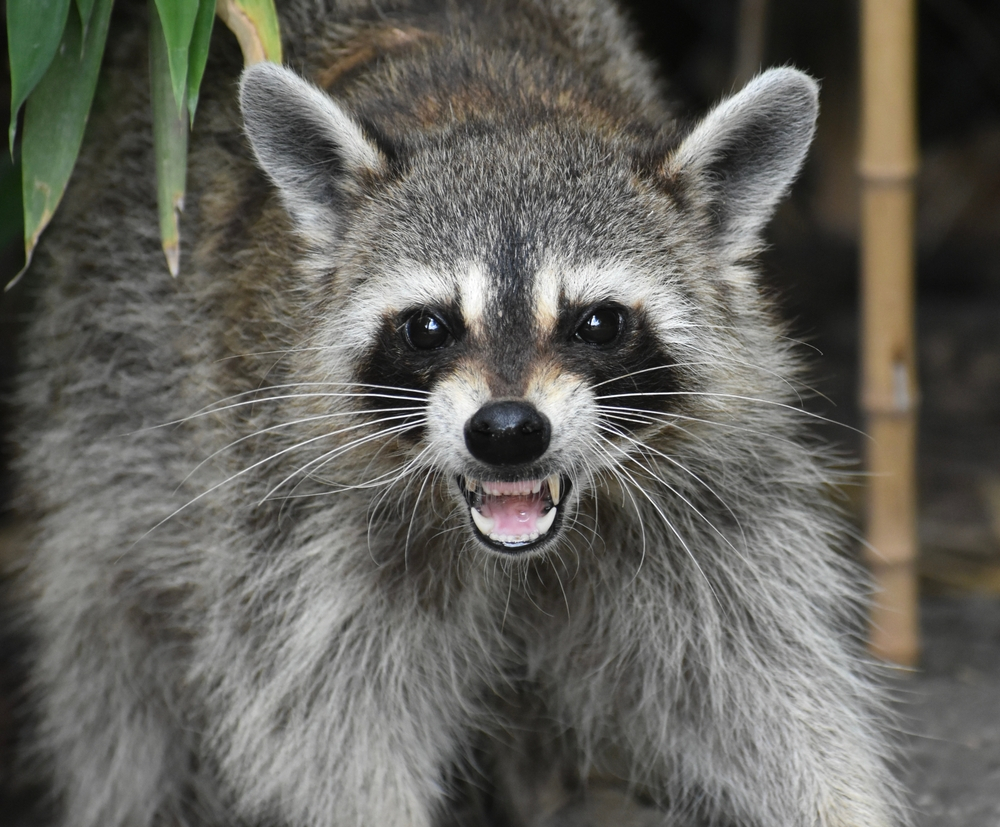 Why Raccoons Are Attracted to Human Habitats