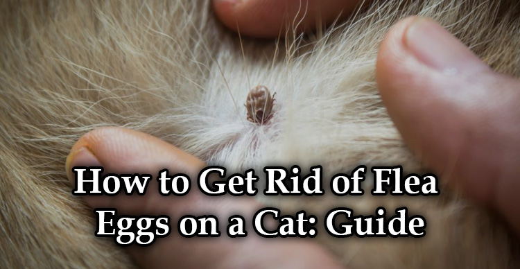 How to Get Rid of Flea Eggs on a Cat - Pestong.ca