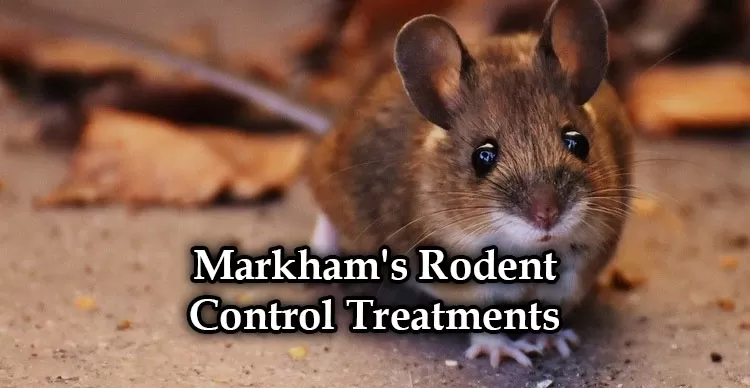 Markham's Rodent Control Treatments
