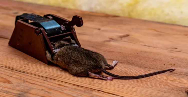 Modern Rodent Control Techniques