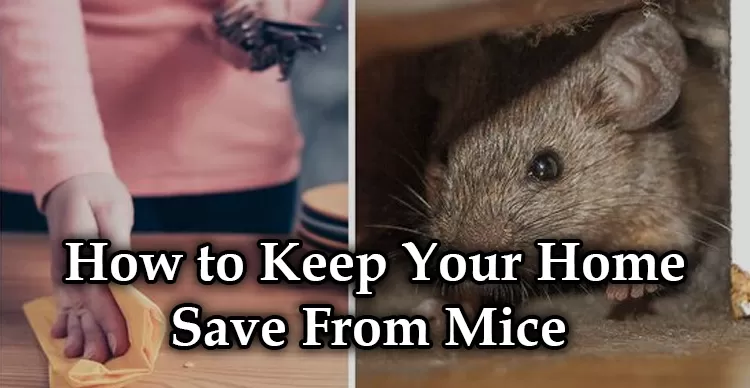 How to Keep Your Home Save From Mice