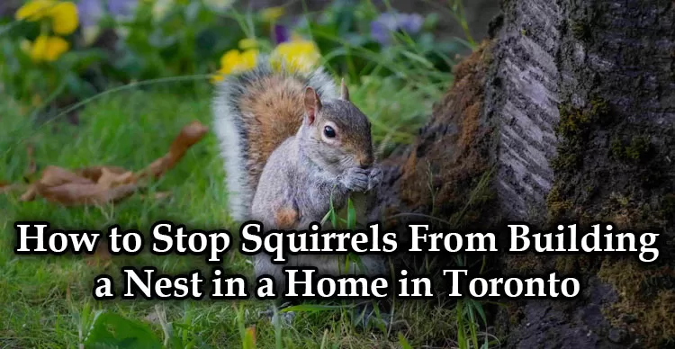How to Stop Squirrels From Building a Nest in a Home in Toronto