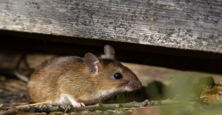 Why Mice Are a Problem