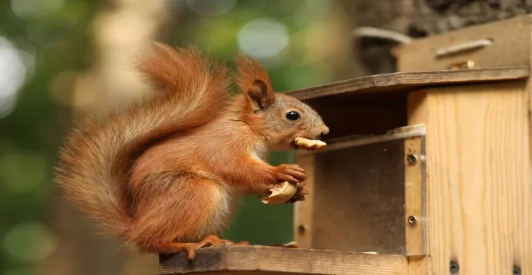 Why Squirrels are Problem_
