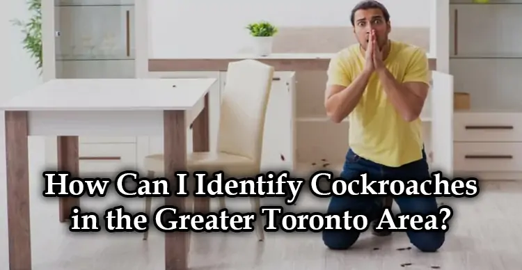 How Can I Identify Cockroaches in the Greater Toronto Area