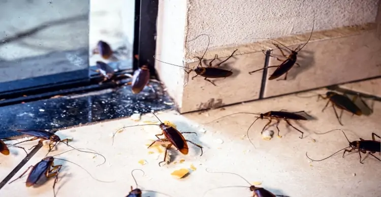 Cockroaches in Toronto