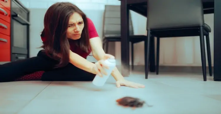 Why Cockroaches Are Disliked by Most People