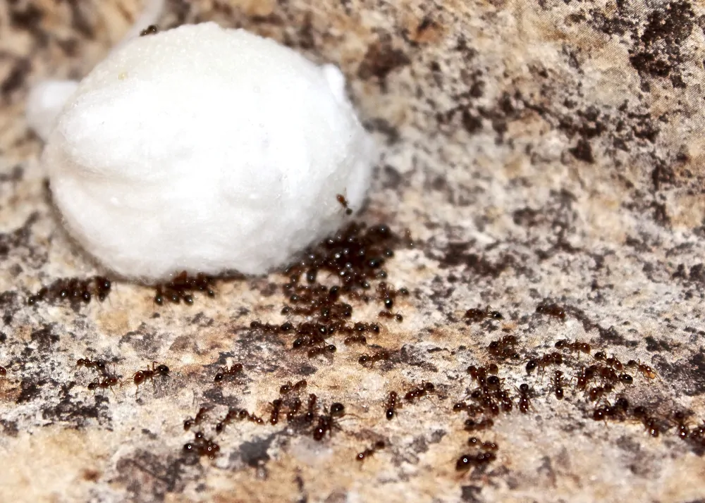 Boric Acid and Sugar Bait