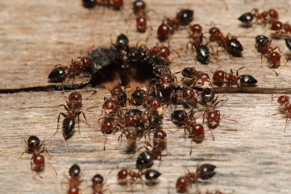 Carpenter Ants