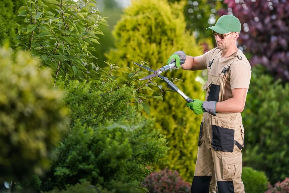 Trim Trees and Shrubs