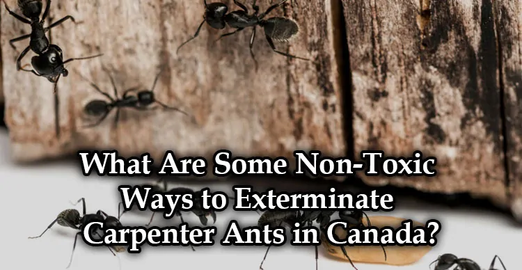 What Are Some Non-Toxic Ways to Exterminate Carpenter Ants in Canada