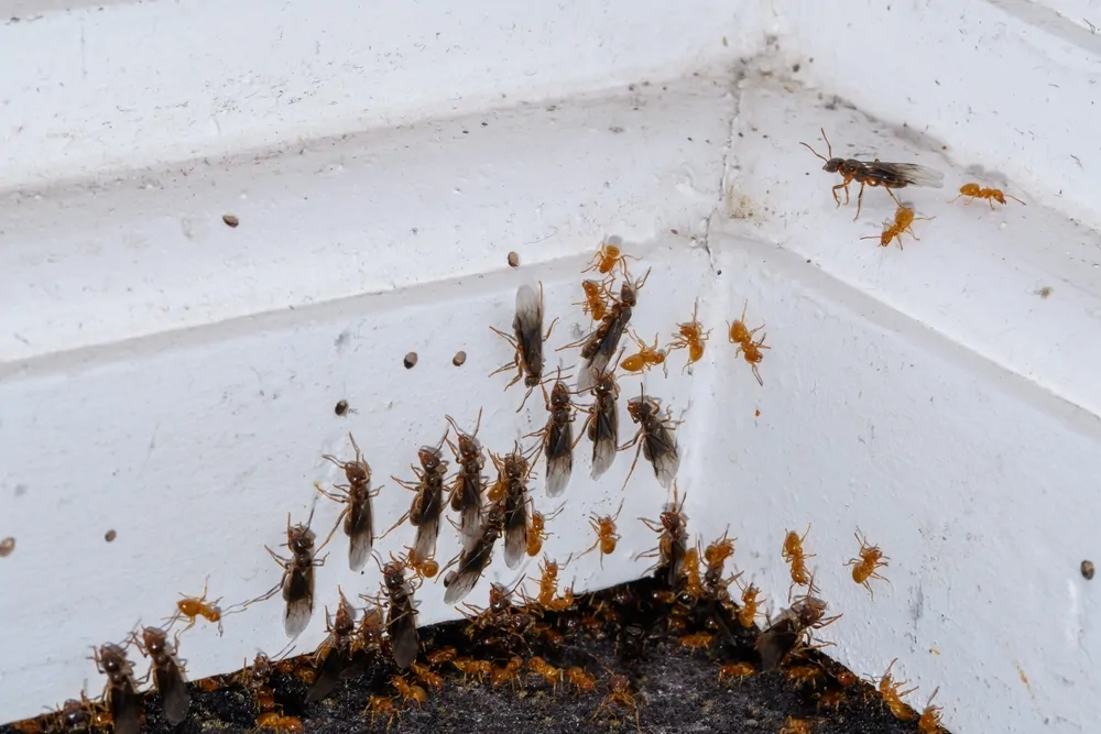 Are Flying Ants Dangerous