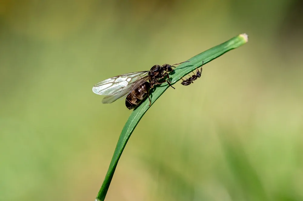 What Are Flying Ants?