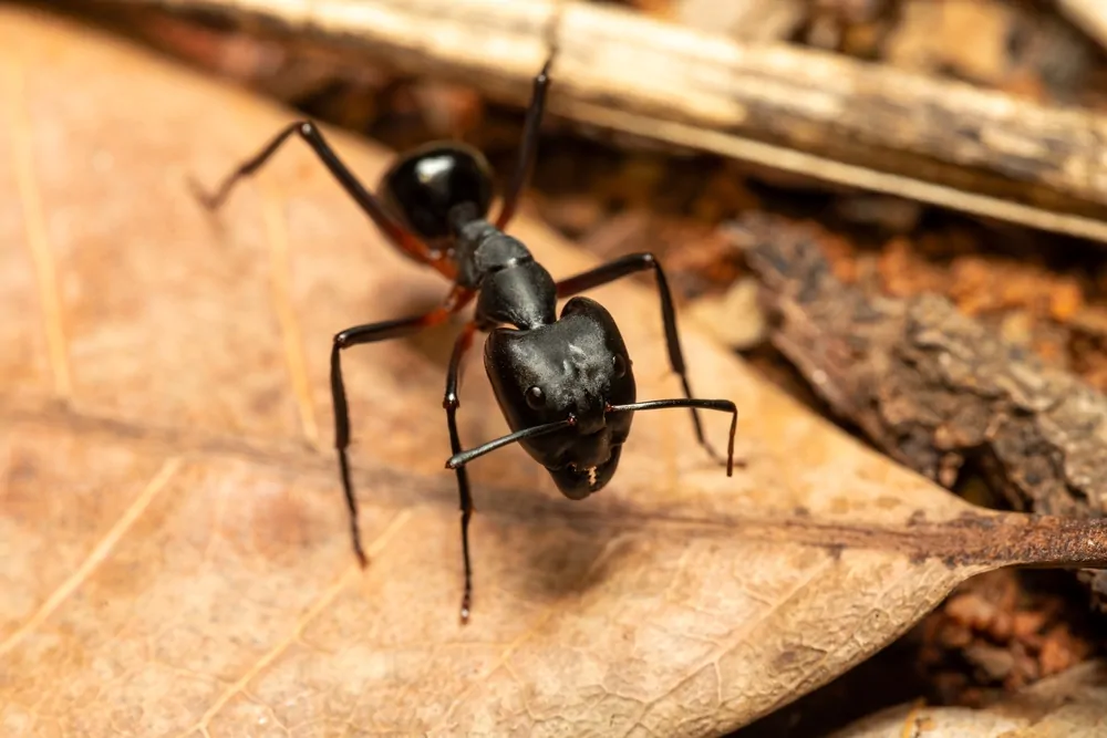what are regular ants